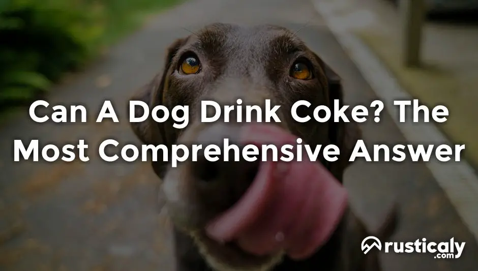 can a dog drink coke