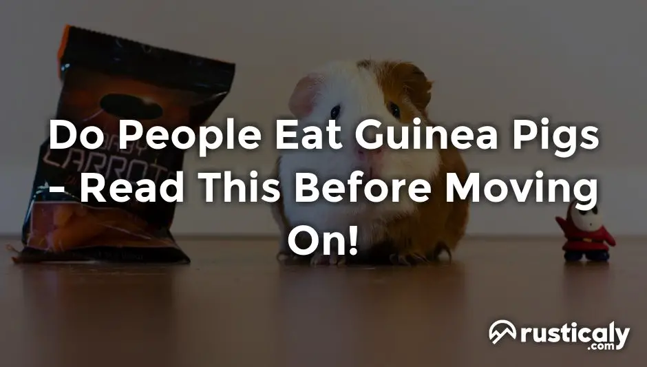 do people eat guinea pigs