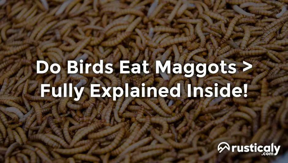 do birds eat maggots