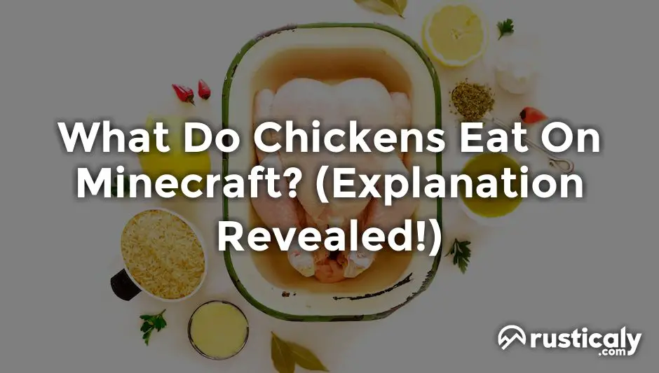 what do chickens eat on minecraft