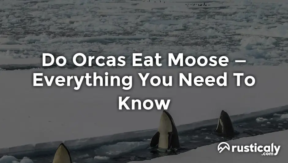 do orcas eat moose