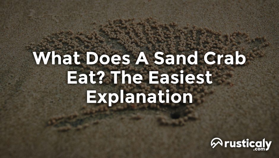 what does a sand crab eat