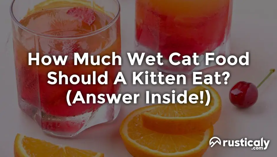 how much wet cat food should a kitten eat