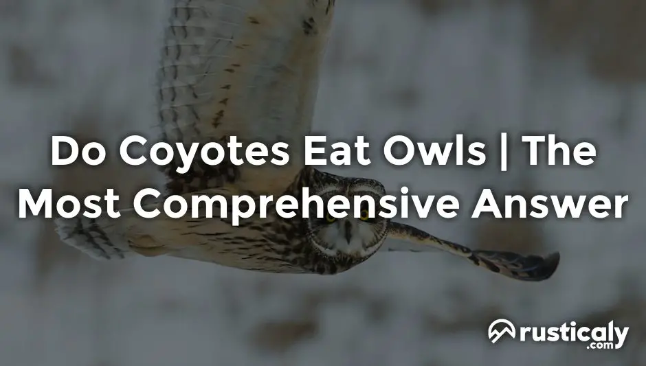 do coyotes eat owls