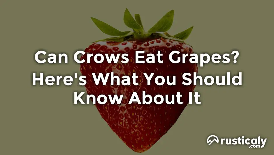 can crows eat grapes