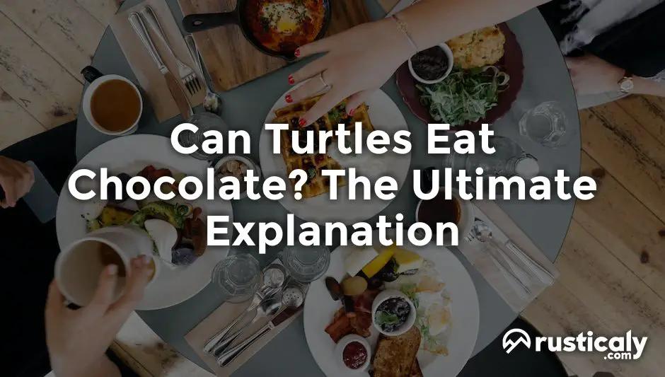 can turtles eat chocolate