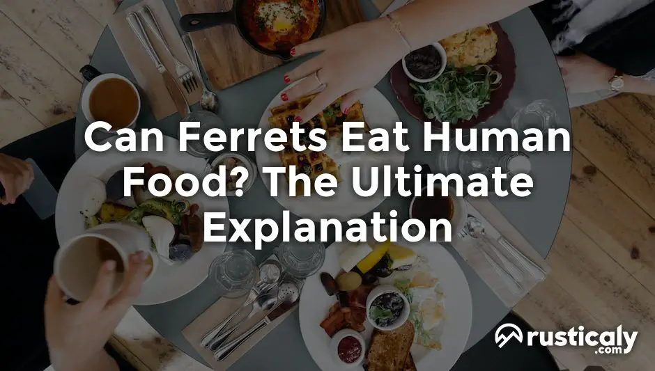 can ferrets eat human food