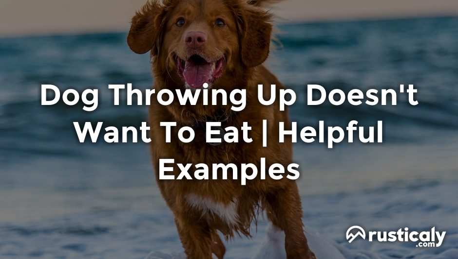dog throwing up doesn't want to eat