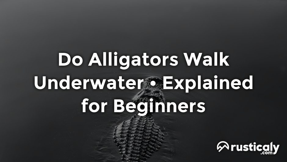 do alligators walk underwater