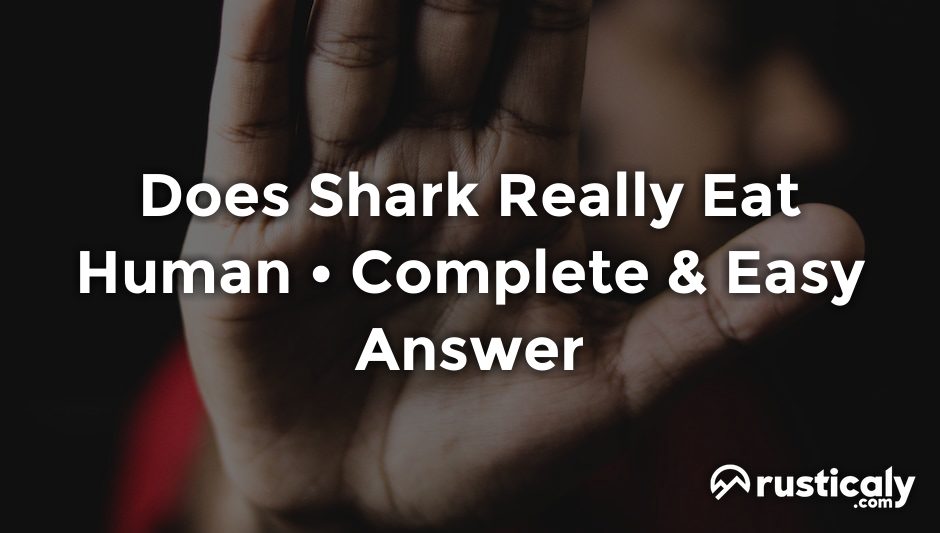 does shark really eat human