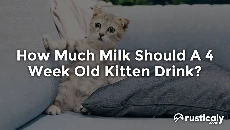 how much milk should a 4 week old kitten drink