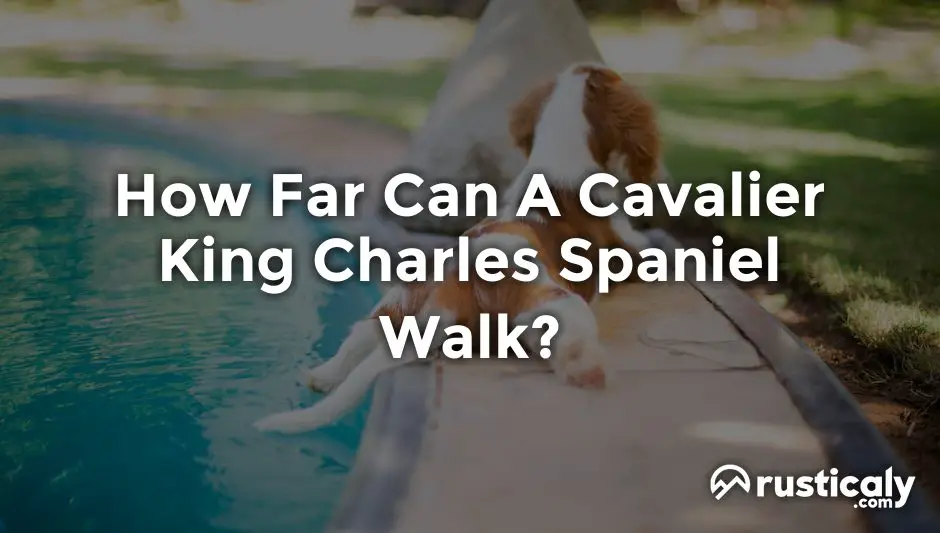 how far can a cavalier king charles spaniel walk