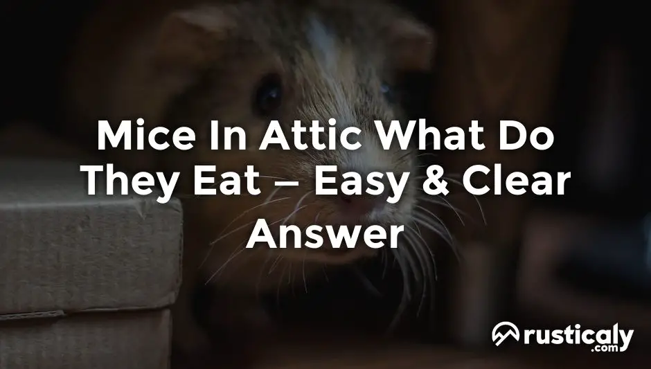 mice in attic what do they eat