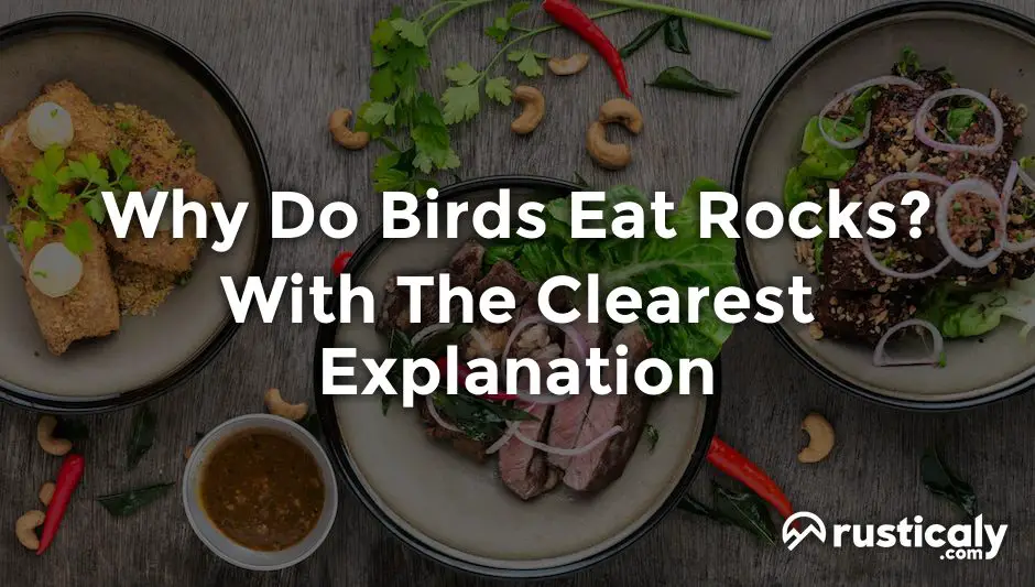 why do birds eat rocks