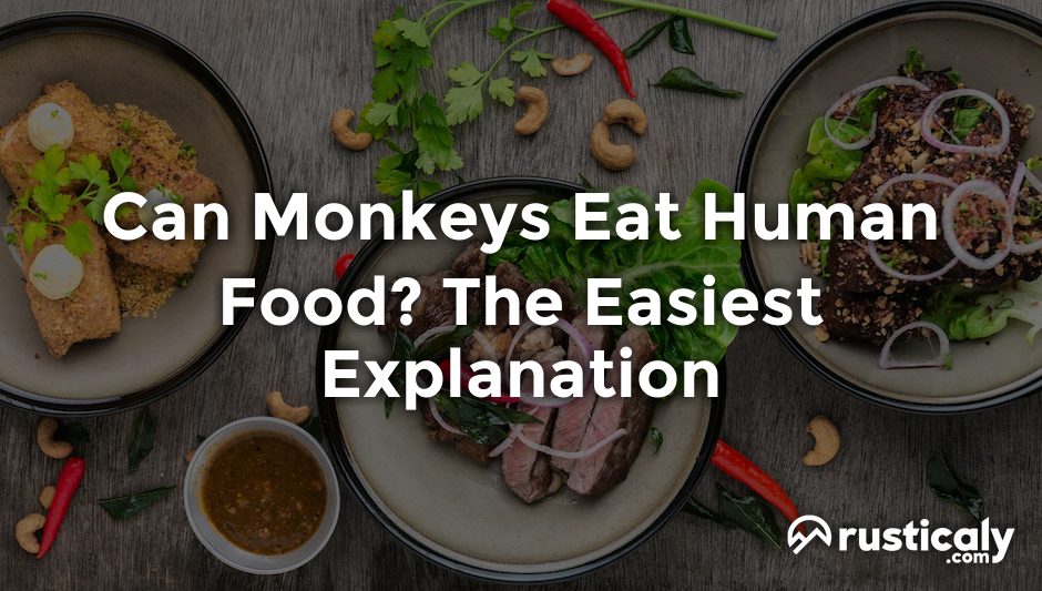 can monkeys eat human food