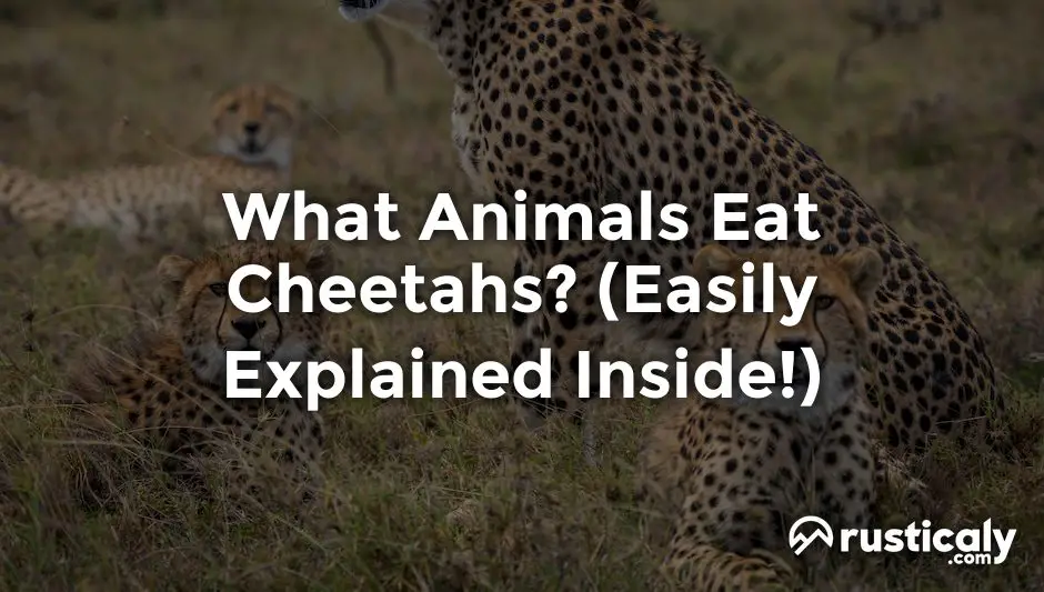 what animals eat cheetahs
