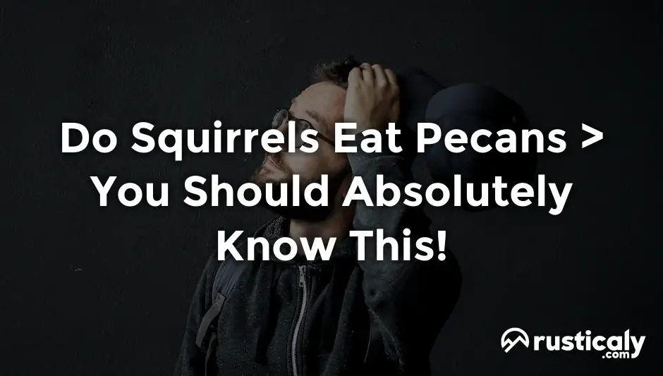 do squirrels eat pecans