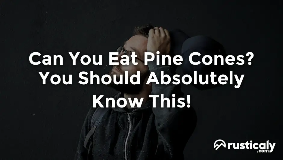 can you eat pine cones