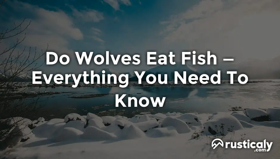 do wolves eat fish