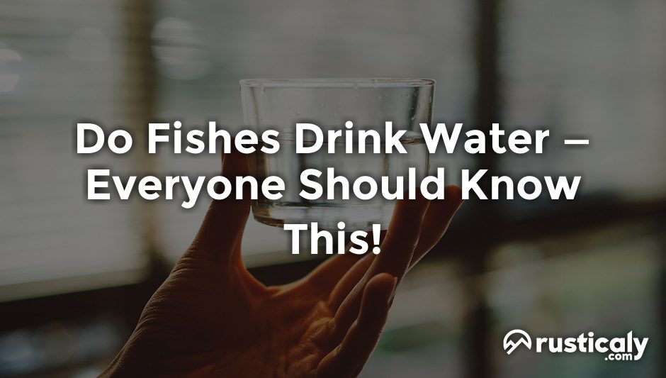 do fishes drink water