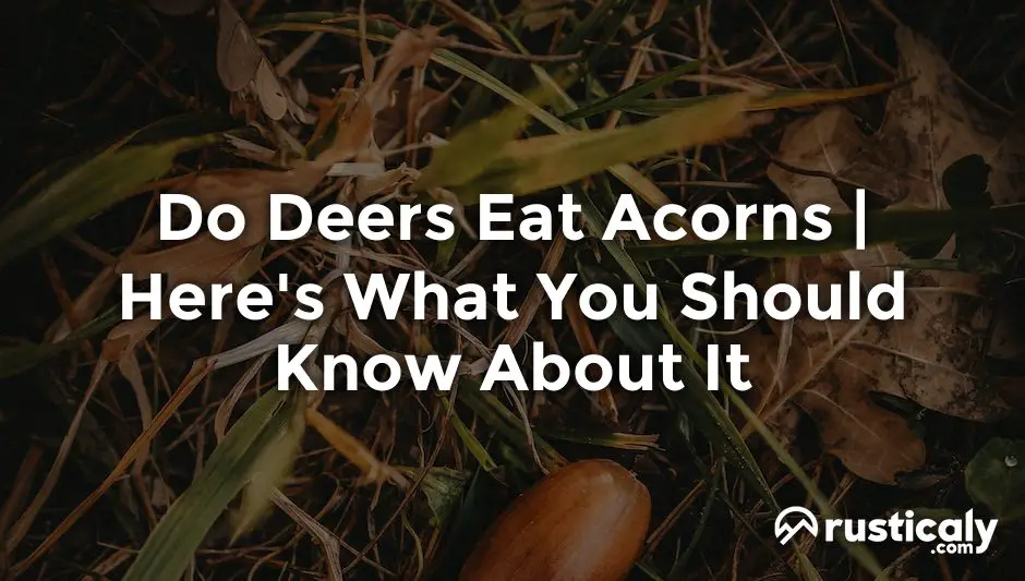 do deers eat acorns