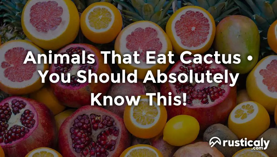 animals that eat cactus