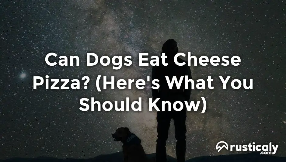 can dogs eat cheese pizza