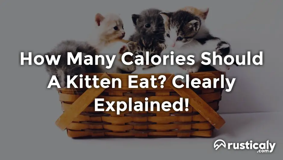 how many calories should a kitten eat