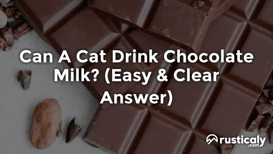 can a cat drink chocolate milk