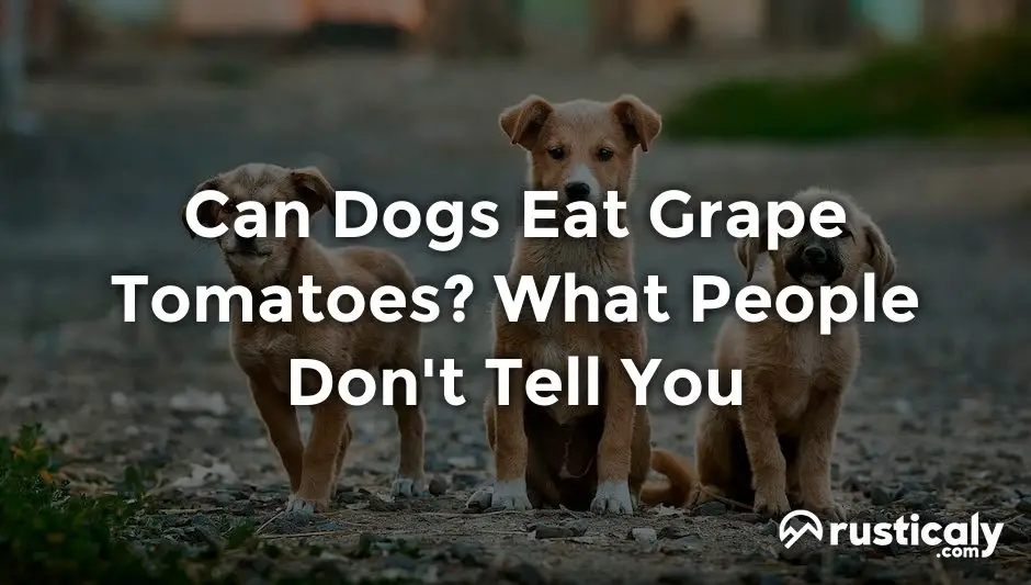 can dogs eat grape tomatoes