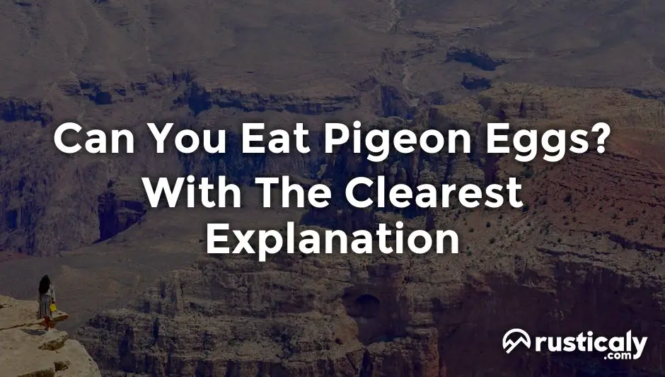 can you eat pigeon eggs