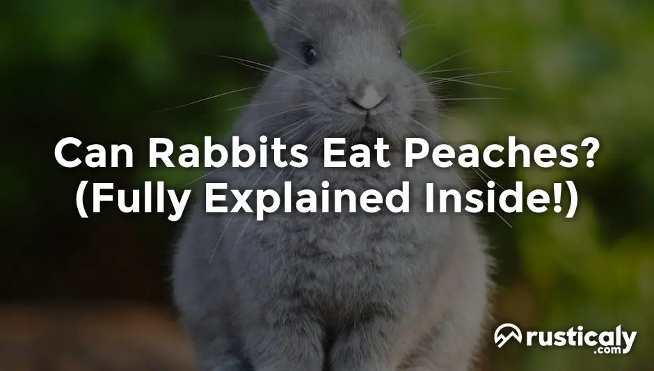 can rabbits eat peaches