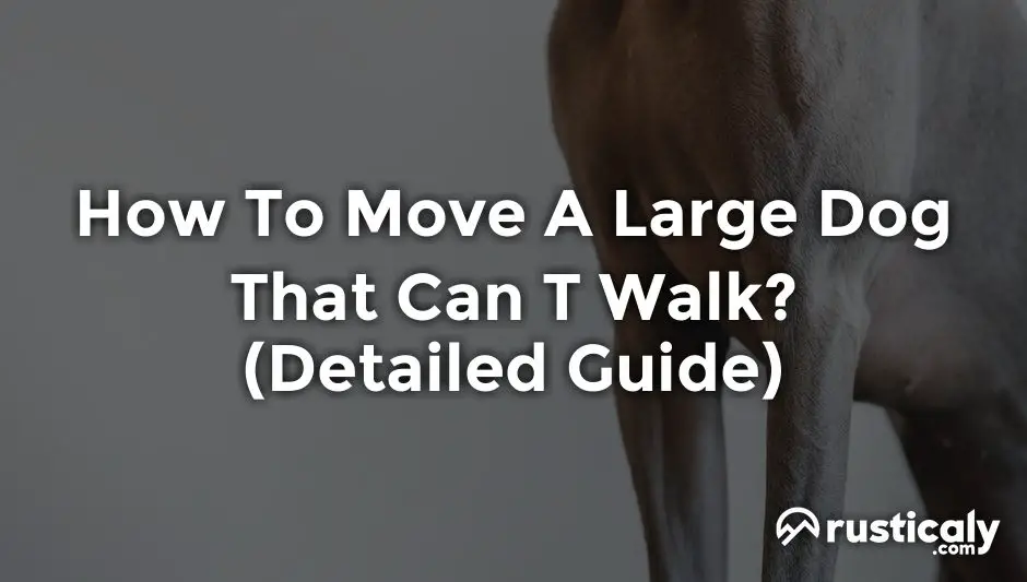 how to move a large dog that can t walk