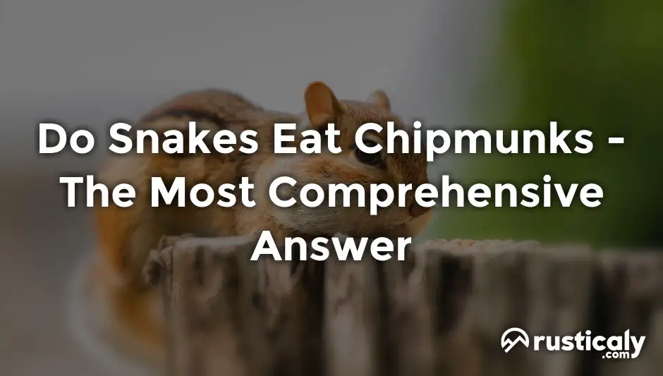 do snakes eat chipmunks