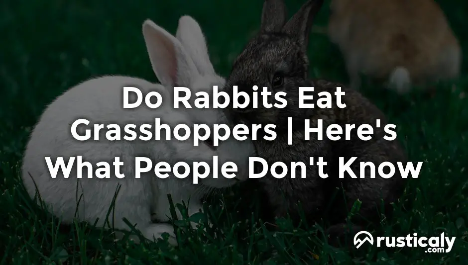 do rabbits eat grasshoppers