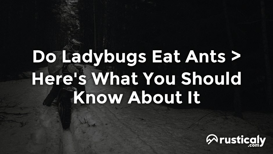 do ladybugs eat ants