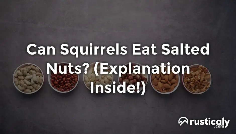 can squirrels eat salted nuts