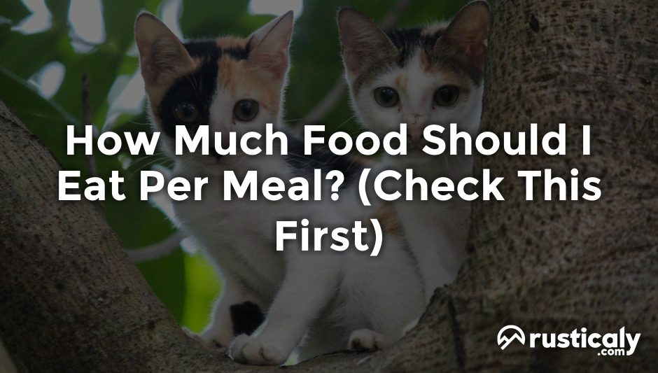 how much food should i eat per meal