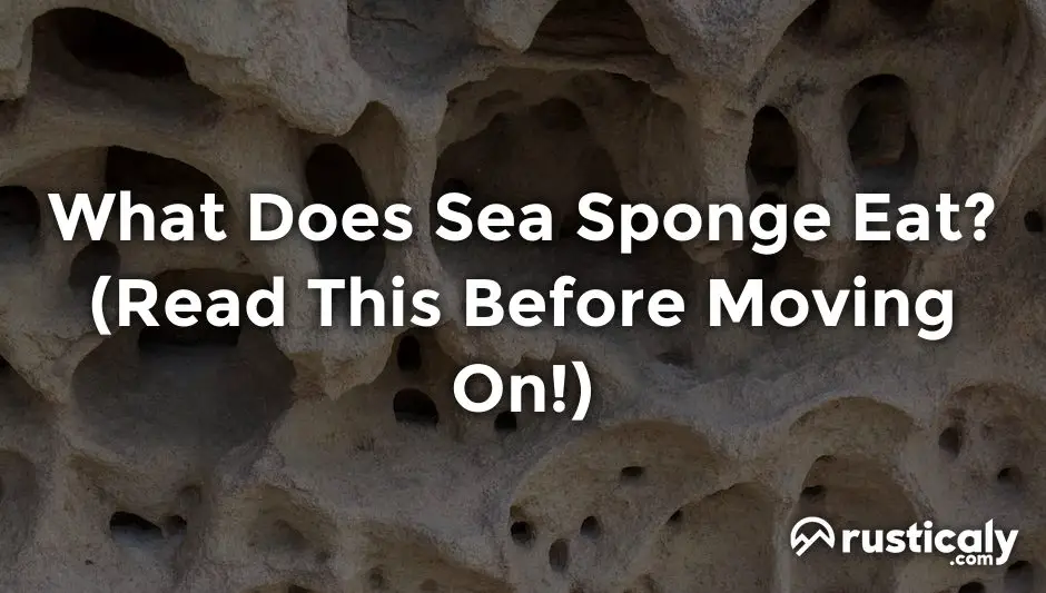 what does sea sponge eat