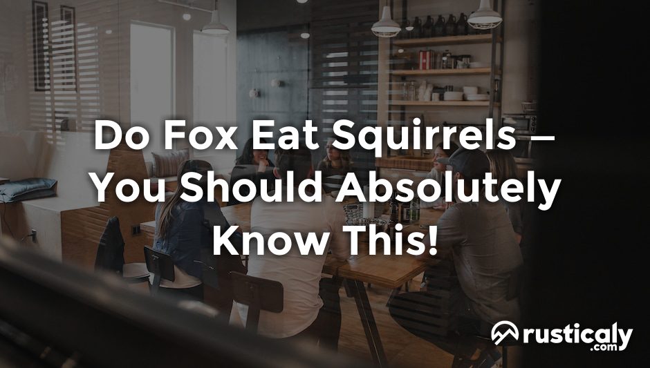 do fox eat squirrels
