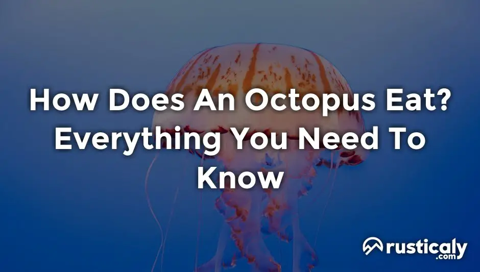 how does an octopus eat