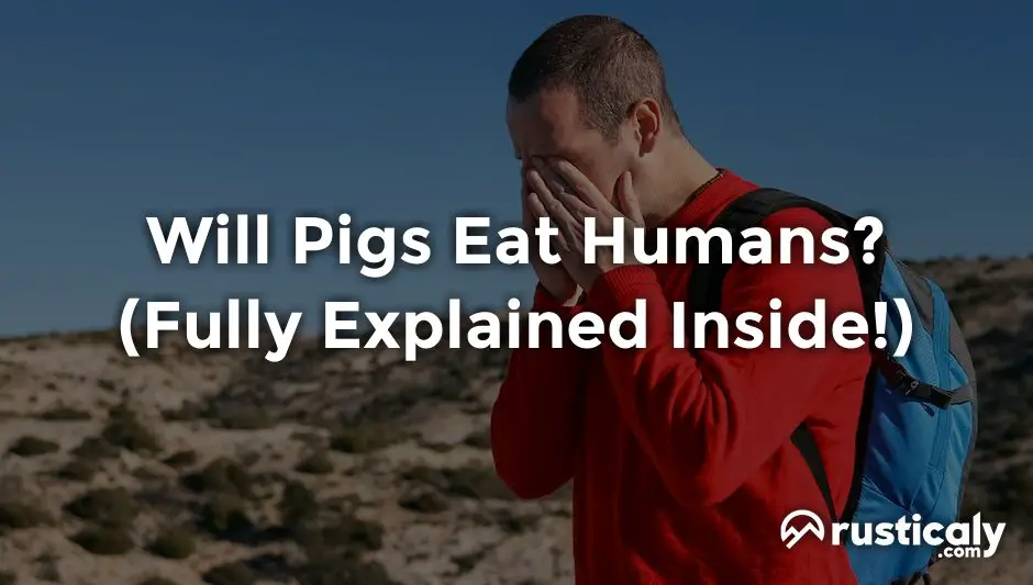 will pigs eat humans