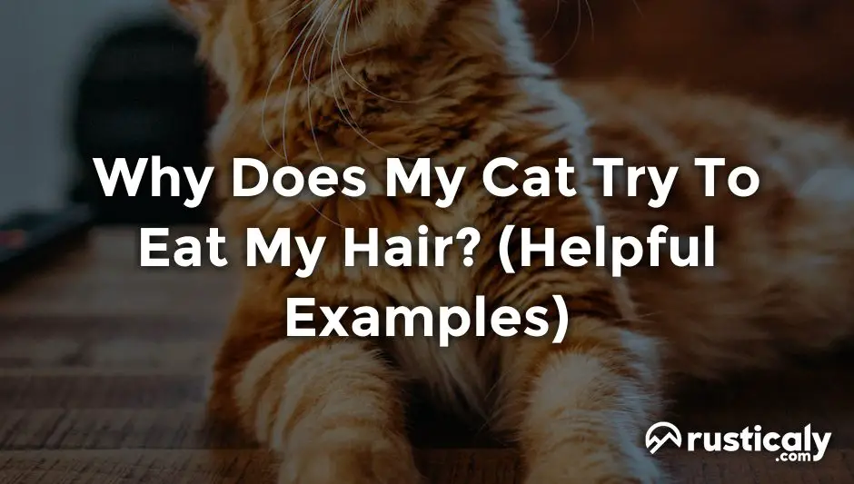 why does my cat try to eat my hair
