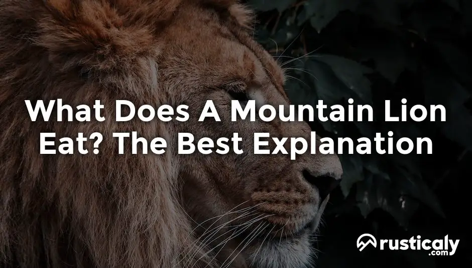 what does a mountain lion eat