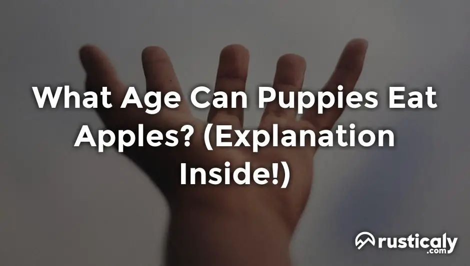 what age can puppies eat apples
