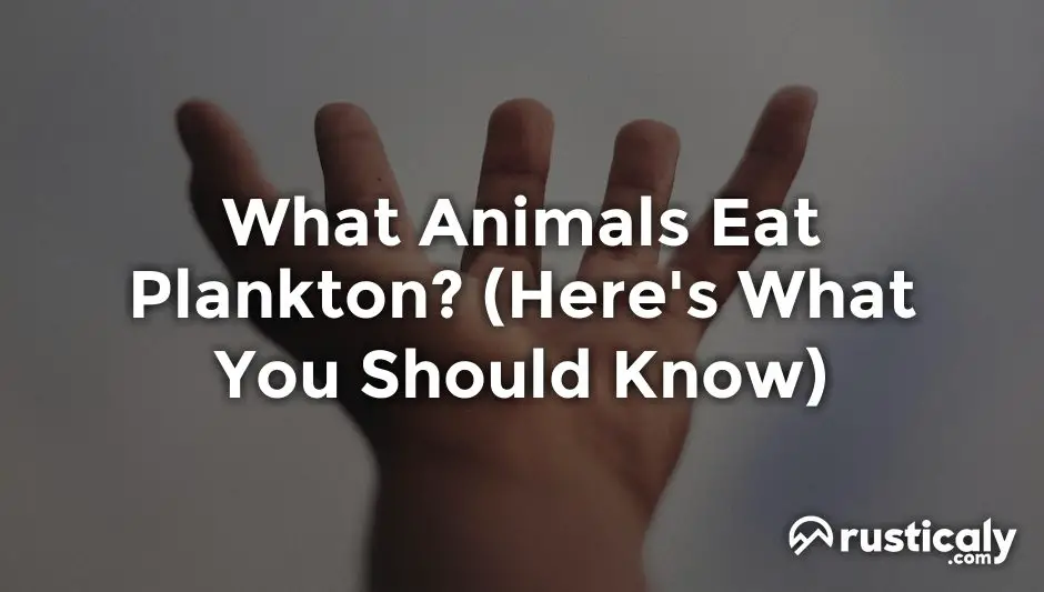 what animals eat plankton