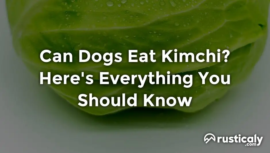 can dogs eat kimchi