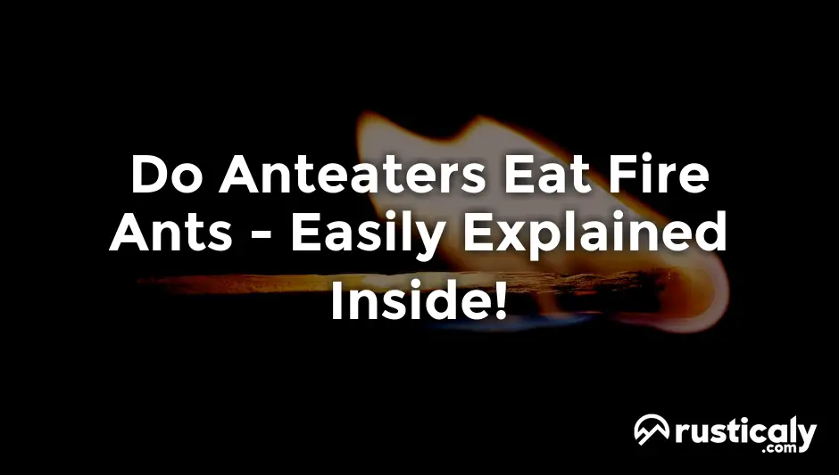 do anteaters eat fire ants
