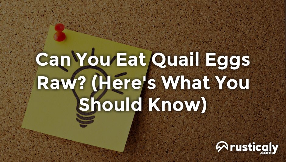 can you eat quail eggs raw