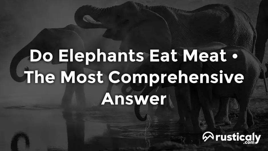 do elephants eat meat